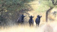 00227 Namibia - Nature Drive auf der Farm Hohenstein - Streifengnu &ndash; &copy; Annett Müller (Eberhardt TRAVEL)