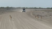 Namibia - Unterwegs im Etosha &ndash; &copy; Annett Müller (Eberhardt TRAVEL)