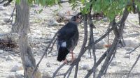 Namibia - Unterwegs im Etosha - Weißburzelsinghabicht &ndash; &copy; Annett Müller (Eberhardt TRAVEL)