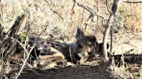 Namibia - Unterwegs im Etosha - Tüpfelhyäne &ndash; &copy; Annett Müller (Eberhardt TRAVEL)
