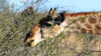 Namibia - Unterwegs im Etosha
