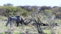 Namibia - Unterwegs im Etosha - Spitzmaulnashorn &ndash; &copy; Annett Müller (Eberhardt TRAVEL)