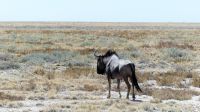 Namibia - Unterwegs im Etosha - Gnu &ndash; &copy; Annett Müller (Eberhardt TRAVEL)