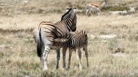 Namibia - Unterwegs im Etosha &ndash; &copy; Annett Müller (Eberhardt TRAVEL)