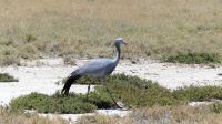 Namibia - Unterwegs im Etosha - Paradiskranich &ndash; &copy; Annett Müller (Eberhardt TRAVEL)