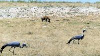 Namibia - Unterwegs im Etosha &ndash; &copy; Annett Müller (Eberhardt TRAVEL)
