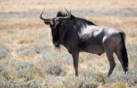 Namibia - Unterwegs im Etosha - Gnu &ndash; &copy; Annett Müller (Eberhardt TRAVEL)