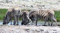 Namibia - Unterwegs im Etosha &ndash; &copy; Annett Müller (Eberhardt TRAVEL)