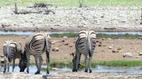 Namibia - Unterwegs im Etosha &ndash; &copy; Annett Müller (Eberhardt TRAVEL)