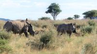 Namibia - Otjiwa Safari Lodge - Pirsch zu Fuss &ndash; &copy; Annett Müller (Eberhardt TRAVEL)