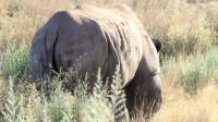 Namibia - Otjiwa Safari Lodge - Pirsch zu Fuss &ndash; &copy; Annett Müller (Eberhardt TRAVEL)