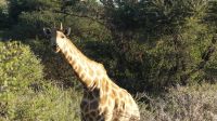 Namibia - Otjiwa Safari Lodge - Nature Drive &ndash; &copy; Annett Müller (Eberhardt TRAVEL)