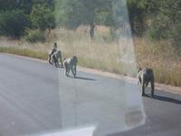 Kruger NP