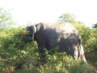 Kruger NP