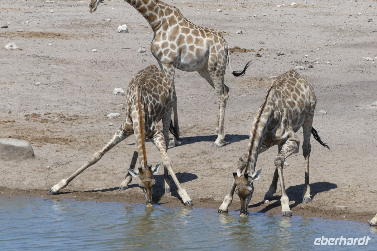 Etosha NP &ndash; &copy; Frank Nimschowski (Eberhardt TRAVEL)