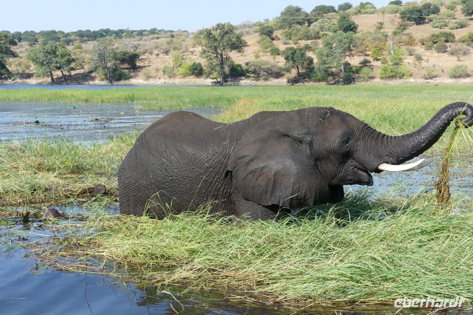 Bootstour auf dem Chobe &ndash; &copy; Frank Nimschowski (Eberhardt TRAVEL)