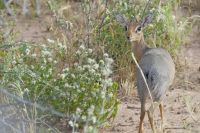 Dikdik &ndash; &copy; Frank Nimschowski (Eberhardt TRAVEL)