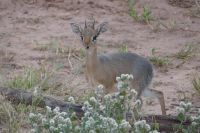 Dikdik &ndash; &copy; Frank Nimschowski (Eberhardt TRAVEL)