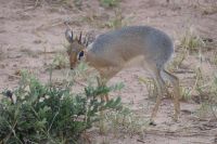 Dikdik &ndash; &copy; Frank Nimschowski (Eberhardt TRAVEL)