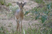 Dikdik &ndash; &copy; Frank Nimschowski (Eberhardt TRAVEL)