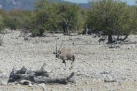 Etosha, Oryx &ndash; &copy; Frank Nimschowski (Eberhardt TRAVEL)