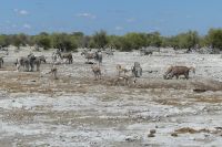 Etosha &ndash; &copy; Frank Nimschowski (Eberhardt TRAVEL)