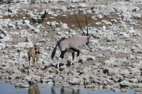Oryx mit Nachwuchs