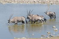 Etosha, Oryx  &ndash; &copy; Frank Nimschowski (Eberhardt TRAVEL)