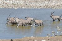 Etosha, Oryx  &ndash; &copy; Frank Nimschowski (Eberhardt TRAVEL)