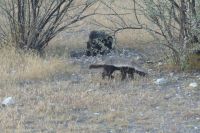 Etosha NP, Honigdachs &ndash; &copy; Frank Nimschowski (Eberhardt TRAVEL)