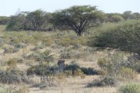 im Etosha NP &ndash; &copy; Frank Nimschowski (Eberhardt TRAVEL)