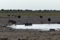 im Etosha NP &ndash; &copy; Frank Nimschowski (Eberhardt TRAVEL)