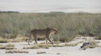 im Etosha NP &ndash; &copy; Frank Nimschowski (Eberhardt TRAVEL)