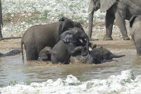 Etosha NP &ndash; &copy; Frank Nimschowski (Eberhardt TRAVEL)