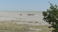 Etoshapfanne &ndash; &copy; Frank Nimschowski (Eberhardt TRAVEL)