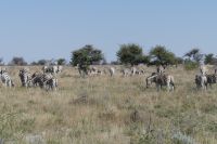 Etosha NP &ndash; &copy; Frank Nimschowski (Eberhardt TRAVEL)