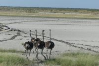 Etosha NP &ndash; &copy; Frank Nimschowski (Eberhardt TRAVEL)