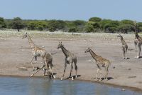 Etosha NP &ndash; &copy; Frank Nimschowski (Eberhardt TRAVEL)