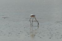 Etosha NP &ndash; &copy; Frank Nimschowski (Eberhardt TRAVEL)