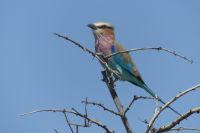 Etosha NP, Gabelracke &ndash; &copy; Frank Nimschowski (Eberhardt TRAVEL)