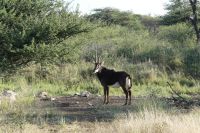Gabus Game Ranch, Rappenantilope &ndash; &copy; Frank Nimschowski (Eberhardt TRAVEL)
