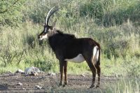Gabus Game Ranch, Rappenantilope &ndash; &copy; Frank Nimschowski (Eberhardt TRAVEL)