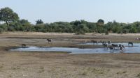 Safari im Bwabwata NP - Mahango Park &ndash; &copy; Frank Nimschowski (Eberhardt TRAVEL)
