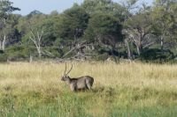 Wasserbock &ndash; &copy; Frank Nimschowski (Eberhardt TRAVEL)