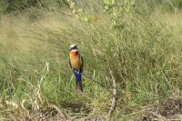 Bienenfresser &ndash; &copy; Frank Nimschowski (Eberhardt TRAVEL)