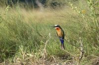 Bienenfresser &ndash; &copy; Frank Nimschowski (Eberhardt TRAVEL)
