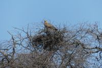 Raubadler &ndash; &copy; Frank Nimschowski (Eberhardt TRAVEL)