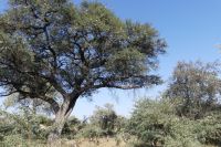 Kameldornbaum &ndash; &copy; Frank Nimschowski (Eberhardt TRAVEL)