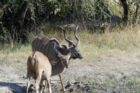 Kudus im Bwabwata NP &ndash; &copy; Frank Nimschowski (Eberhardt TRAVEL)