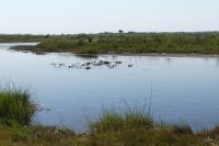 Flusspferde im Kwando &ndash; &copy; Frank Nimschowski (Eberhardt TRAVEL)